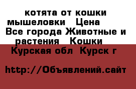 котята от кошки мышеловки › Цена ­ 10 - Все города Животные и растения » Кошки   . Курская обл.,Курск г.